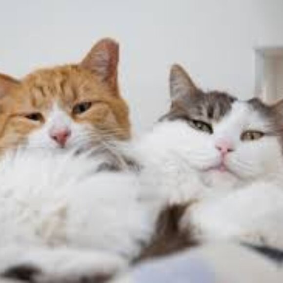 Julian's Bundle! - Picture 1 of 1